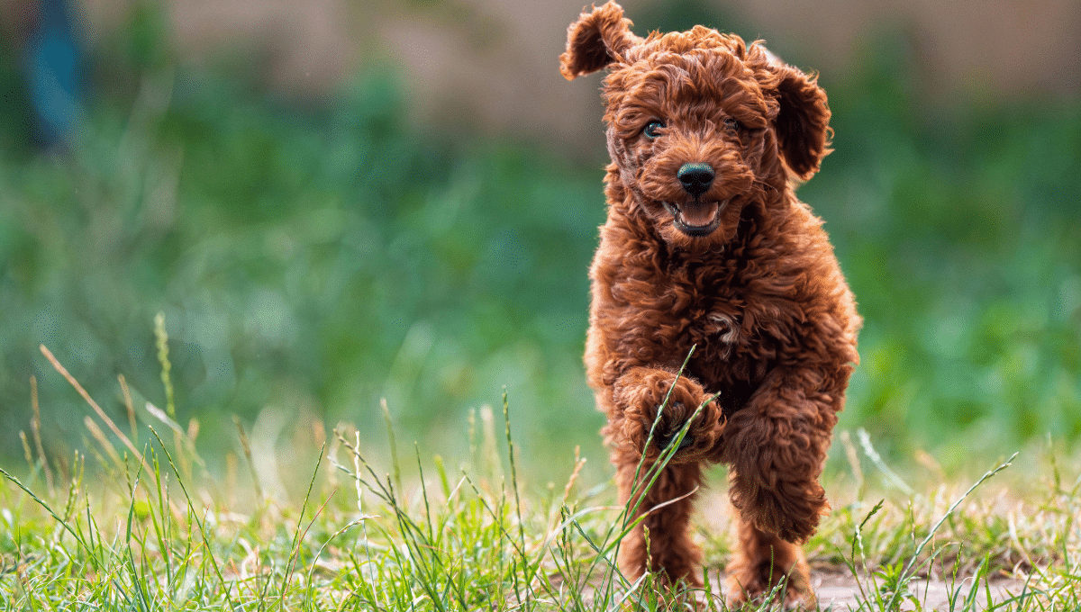 chien-voisin-aboie