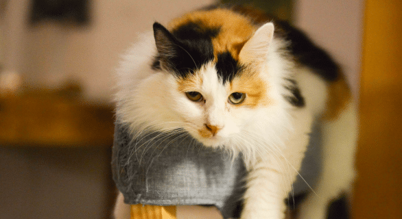 chat-mémoire