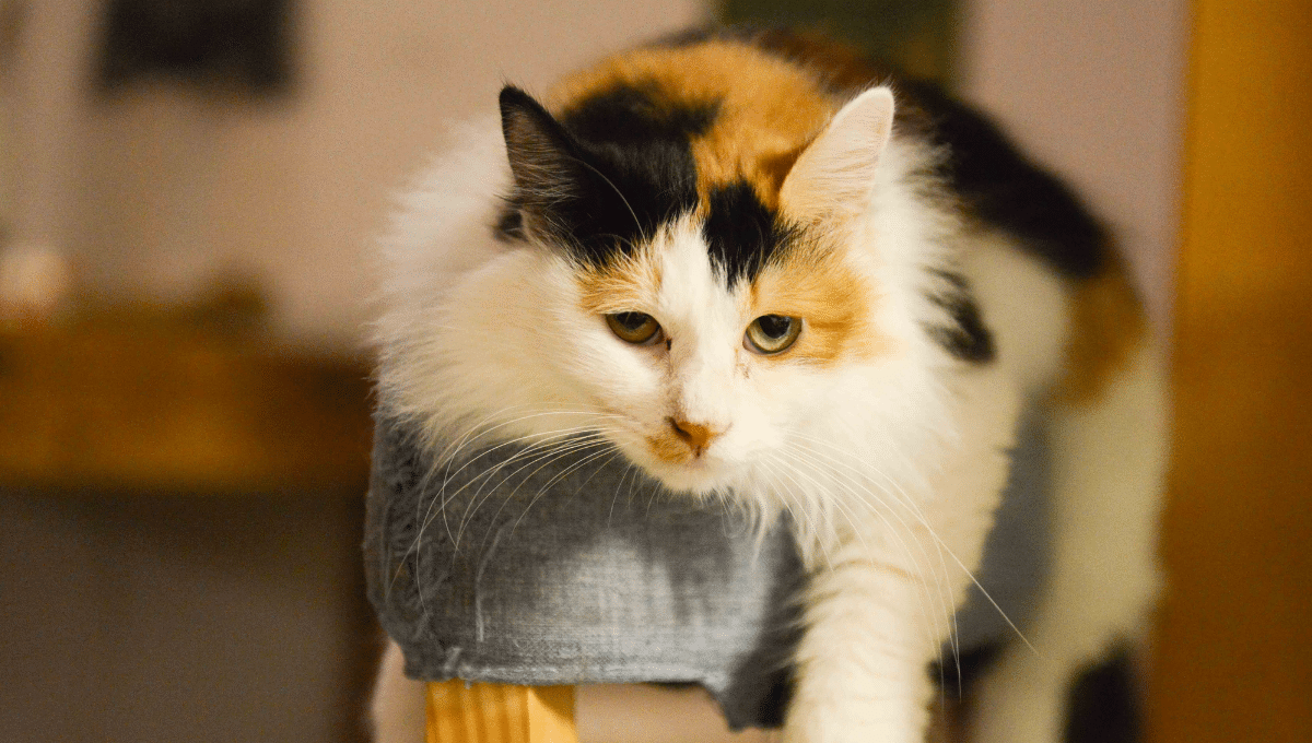 chat-mémoire
