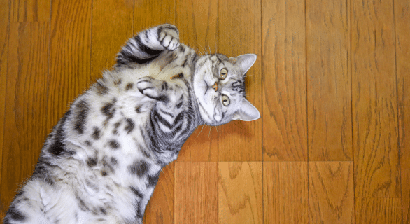 chat-ventre