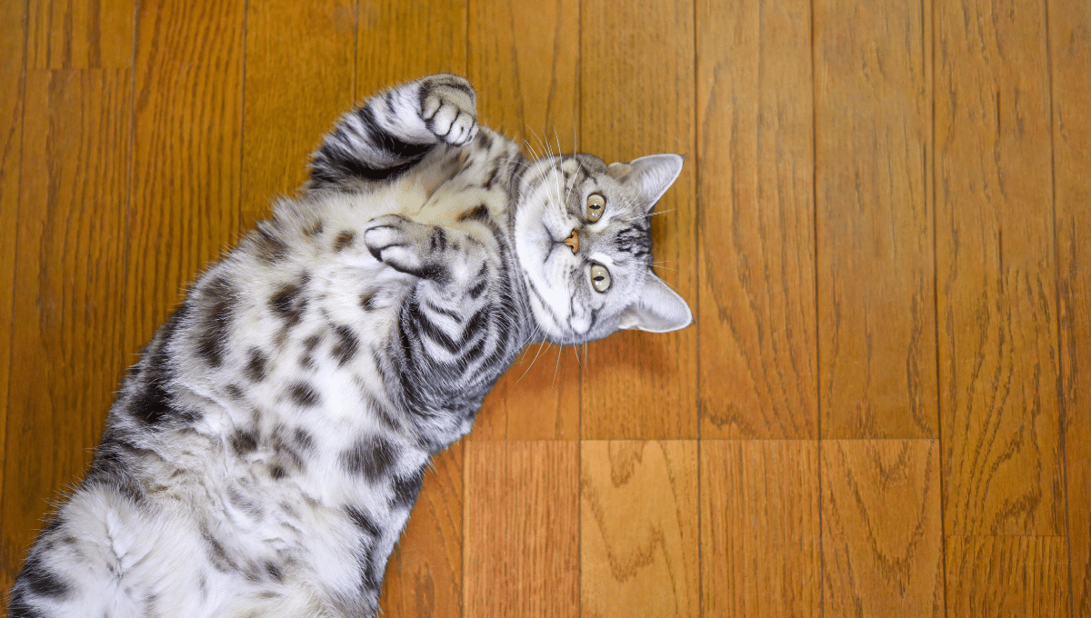 chat-ventre