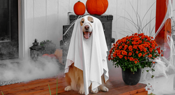 halloween-chien