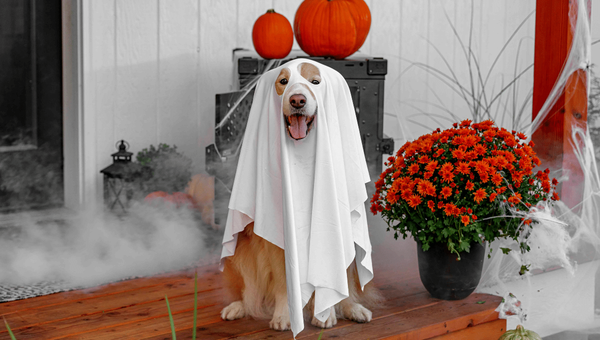 halloween-chien