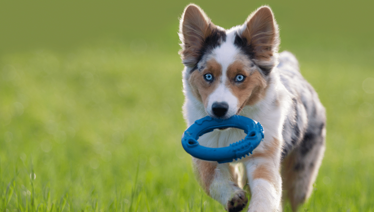 jouet-chien