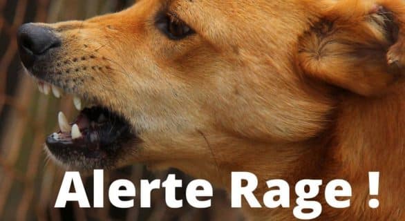 Alerte rage humaine à Perpigan