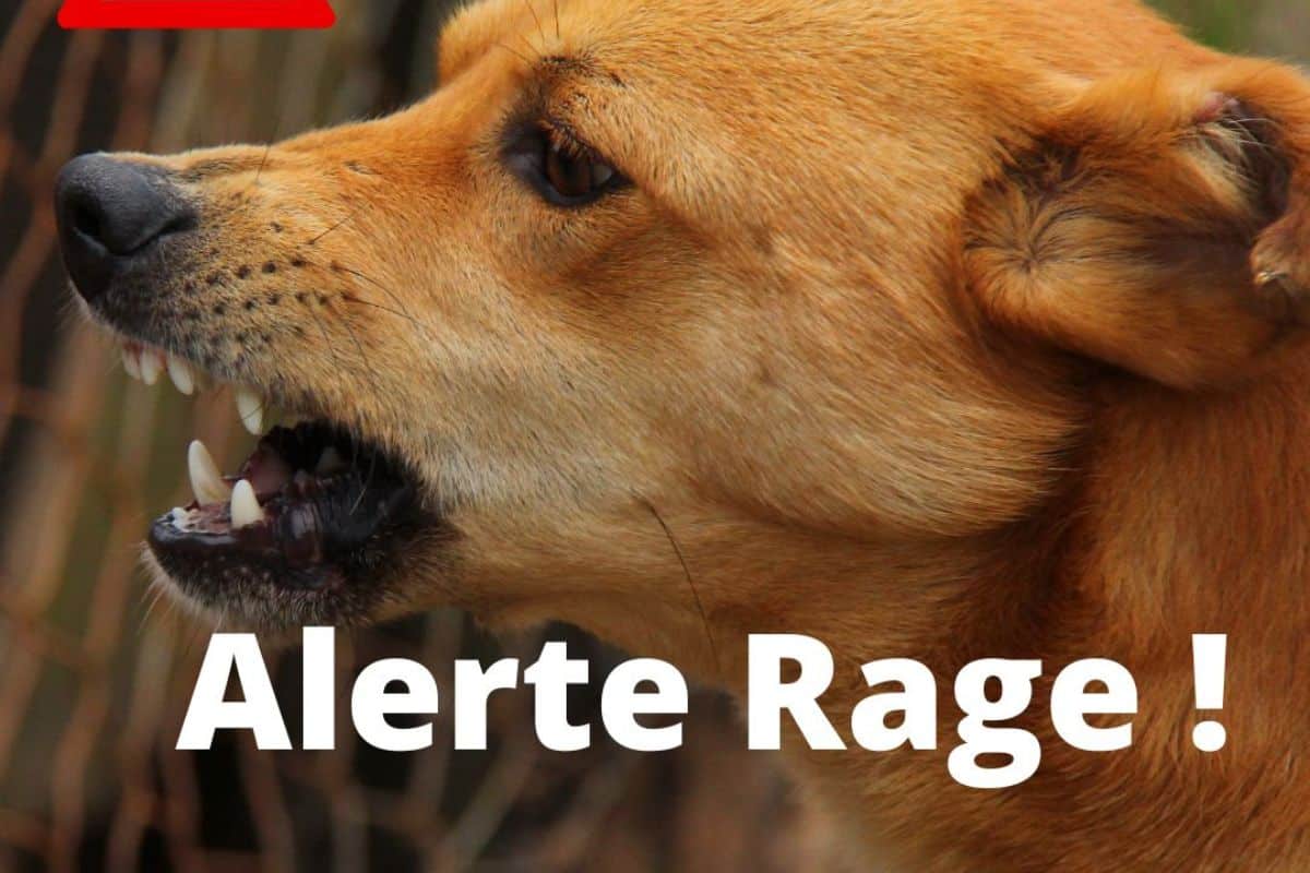 Alerte rage humaine à Perpigan