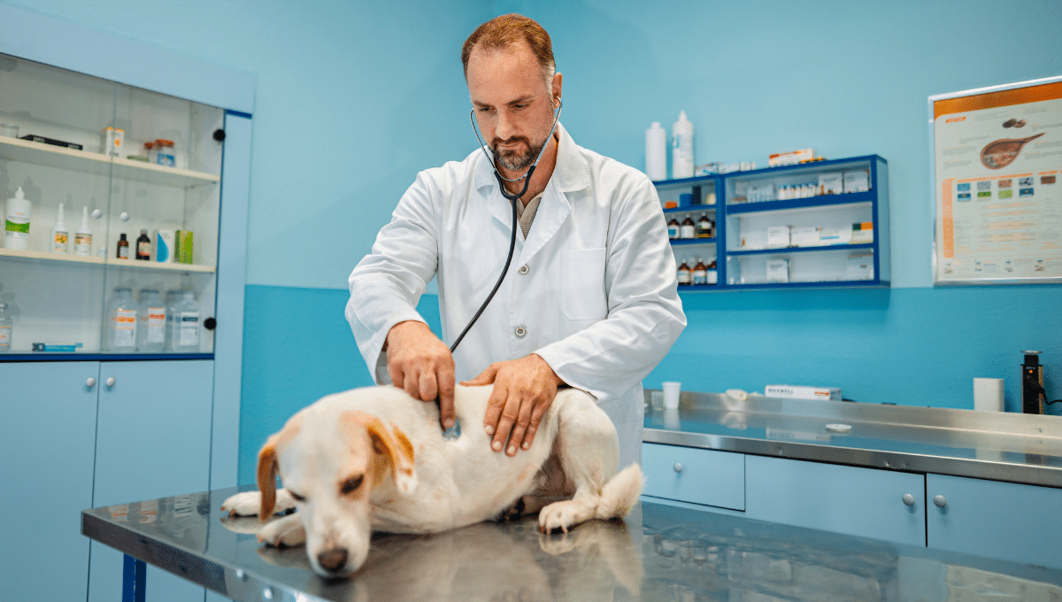 euthanasie-veterinaire