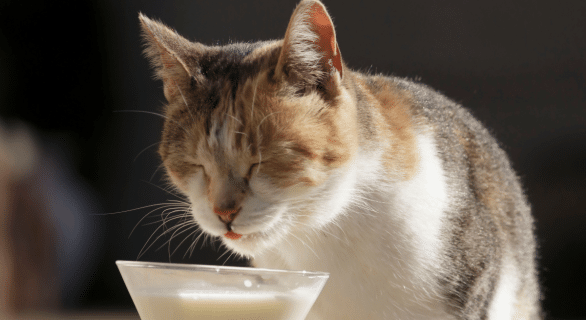 lait-et-chat