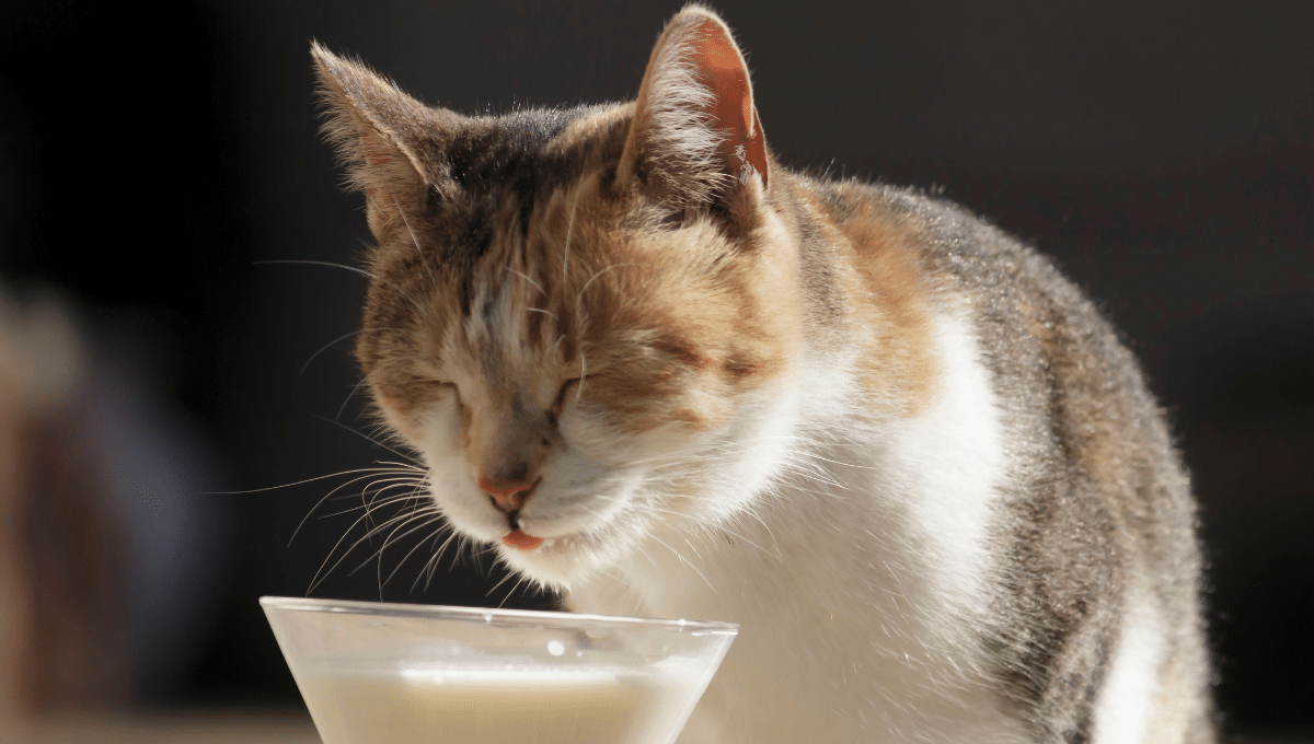 lait-et-chat