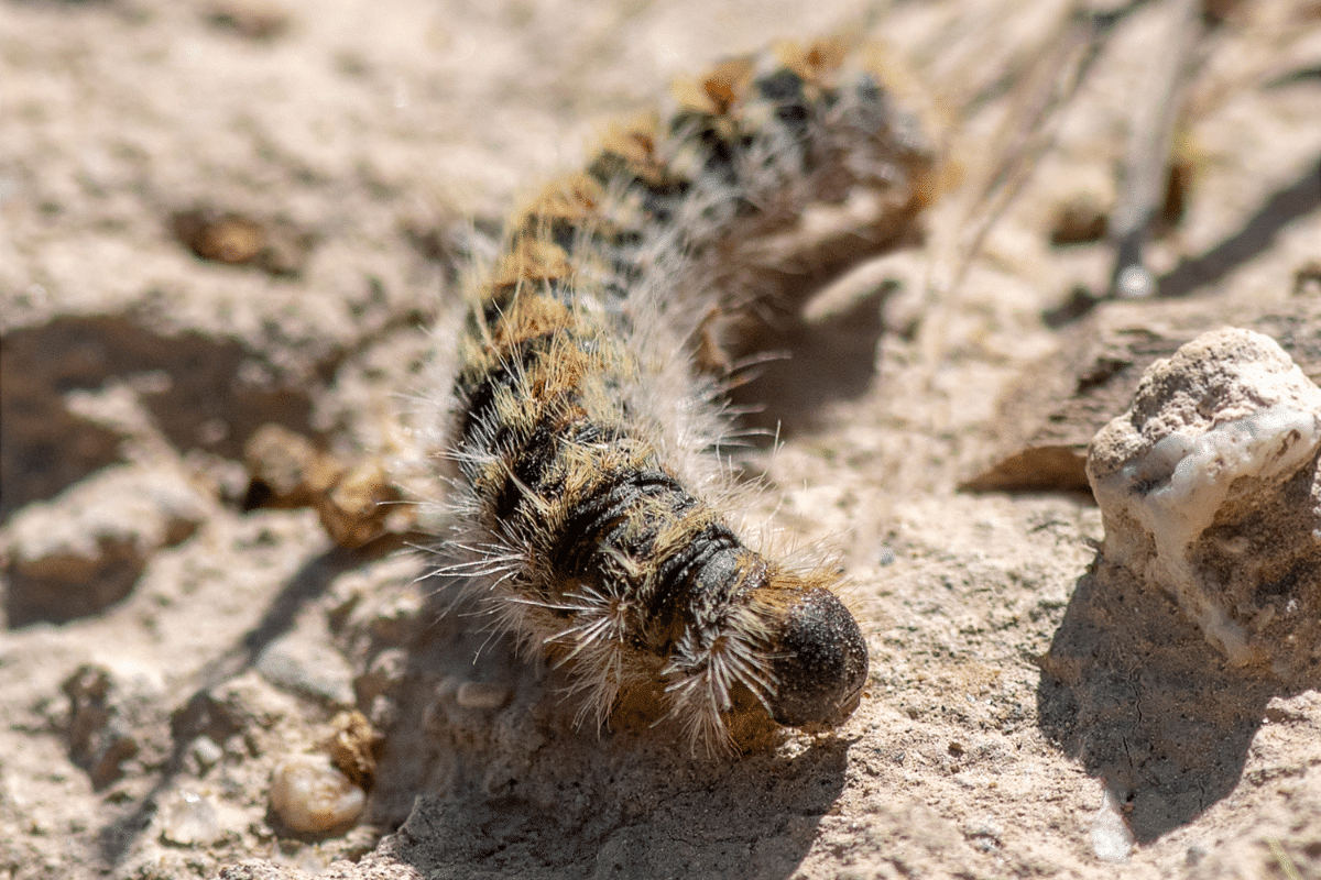 Chenille processionnaire
