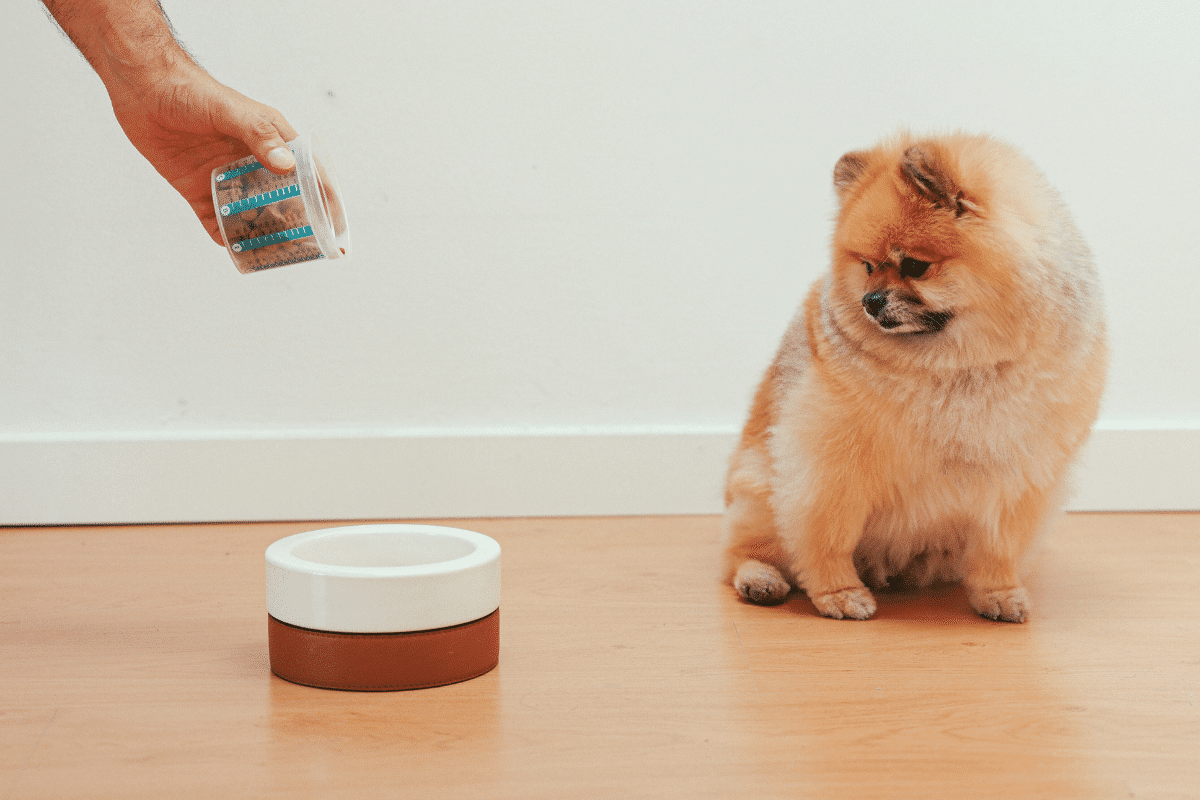 Chien faisant des caprices pour manger