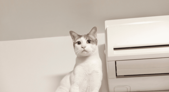 Comment rafraîchir son chat en période de chaleur