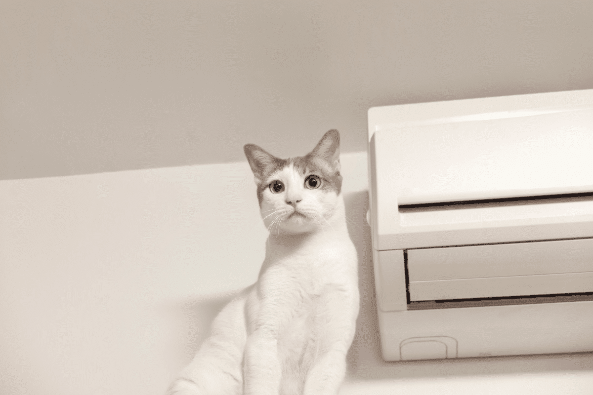 Comment rafraîchir son chat en période de chaleur