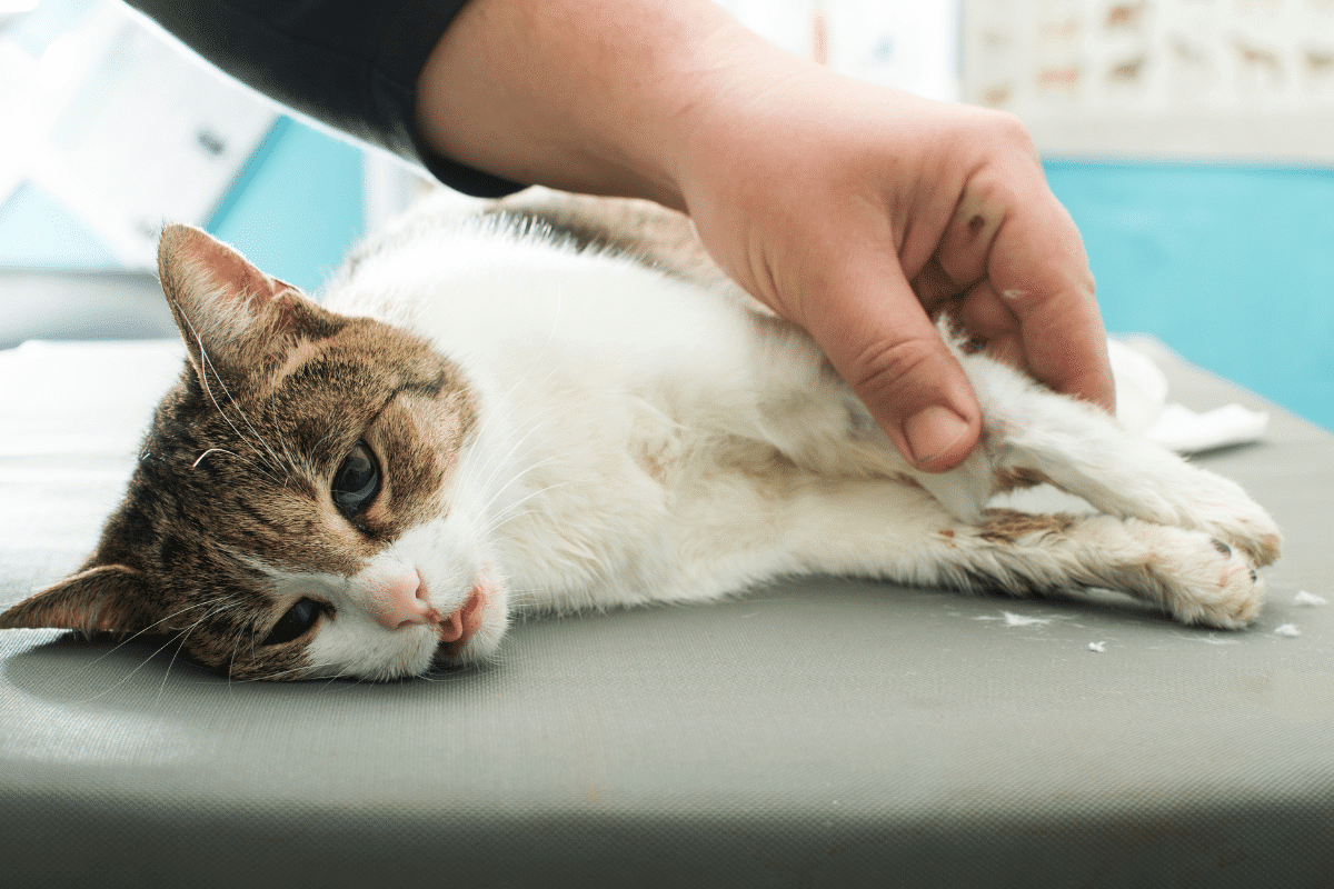 Gravité des crises et conséquences sur la santé