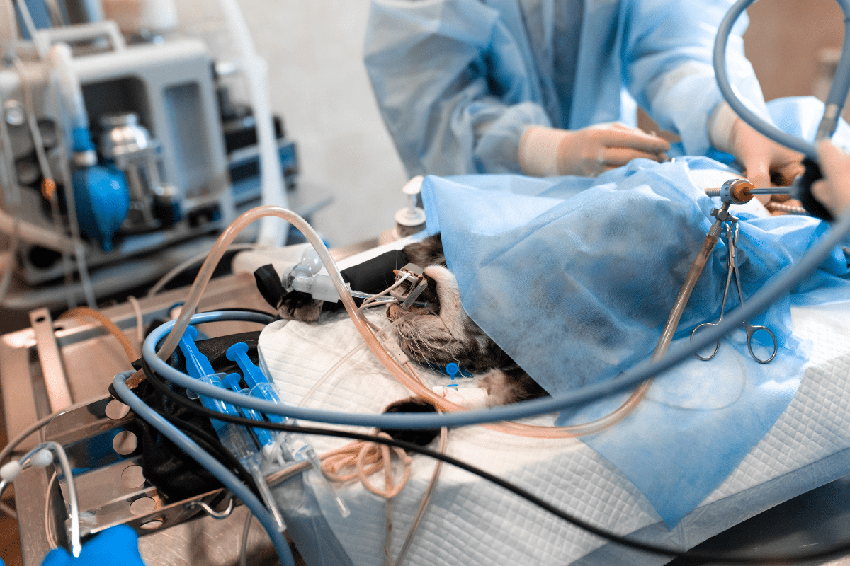 Intervention d'une hernie ombilicale