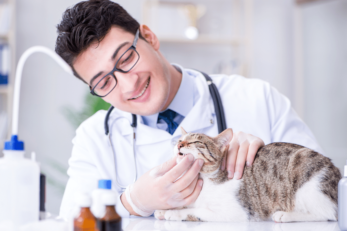 Le positionnement du chat pour donner comprimé