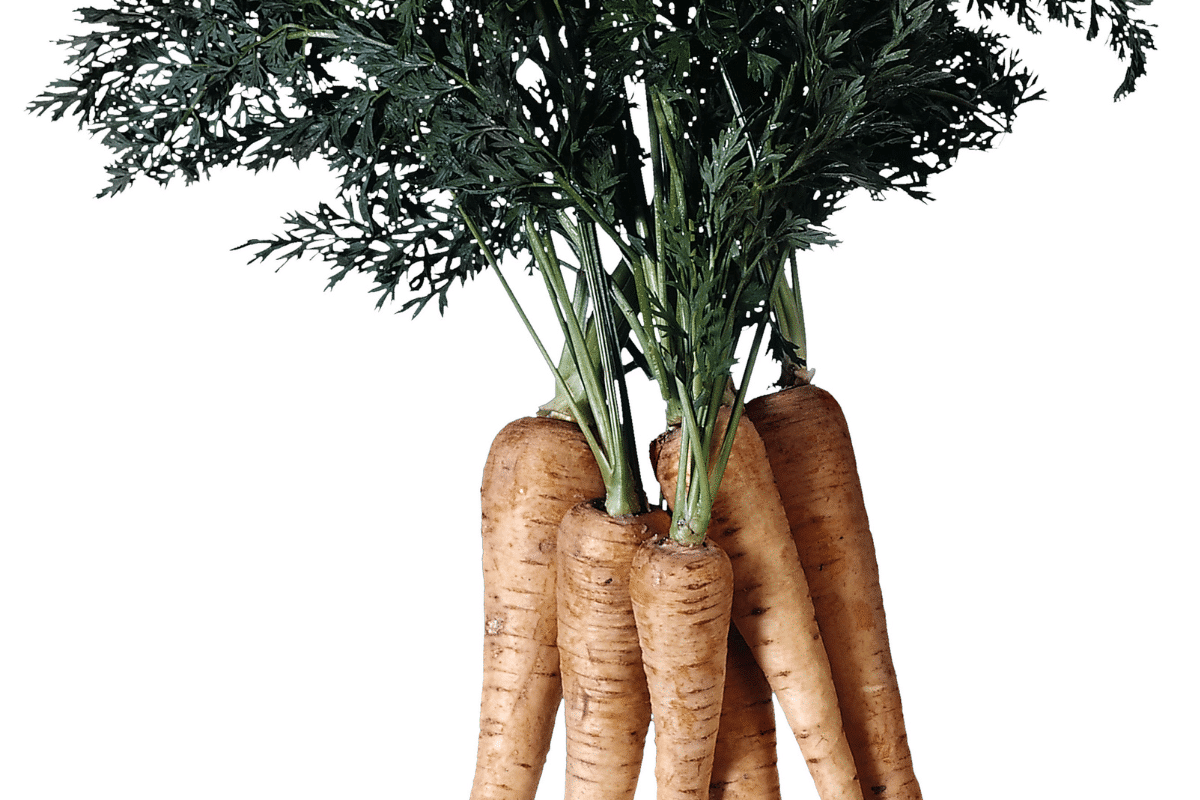 Légumes sécuritaires (carotte)