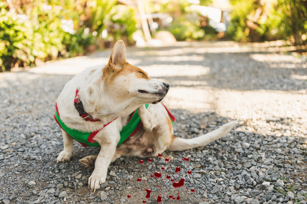 Les grattages extrêmes chez le chien
