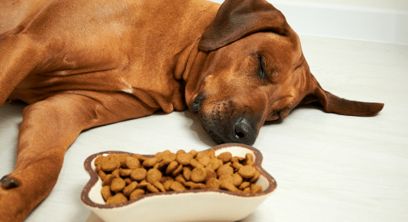 Mon chien ne mange plus et reste couché : comprendre les causes et réagir efficacement