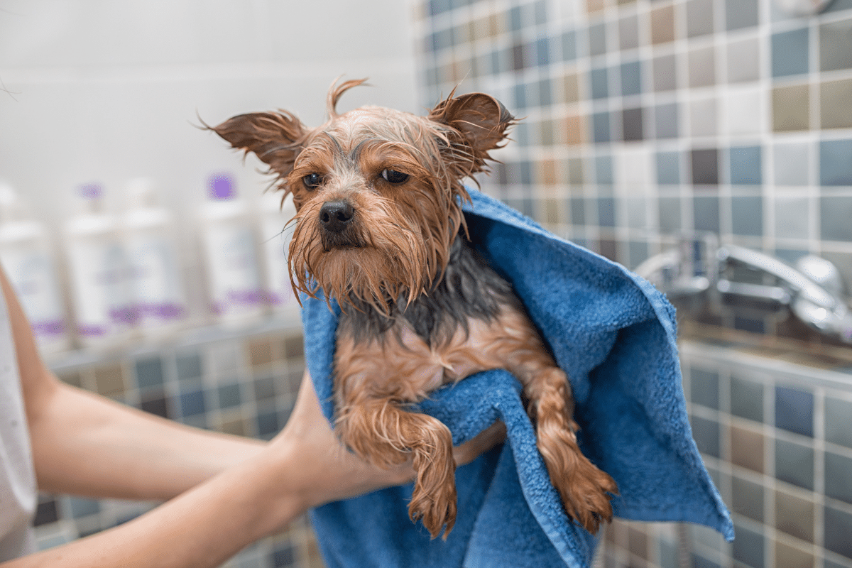 Séchage avec Serviette microfibres absorbantes