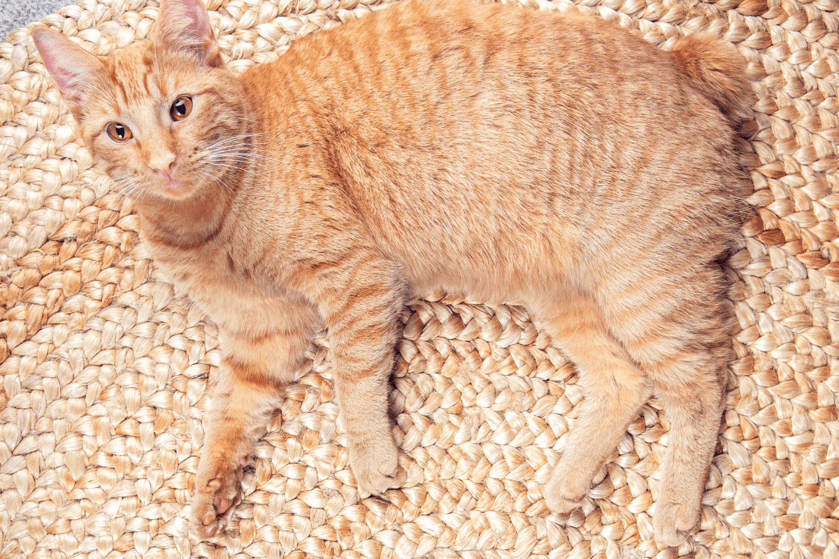Un chat sur un un  tapis rafraîchissant