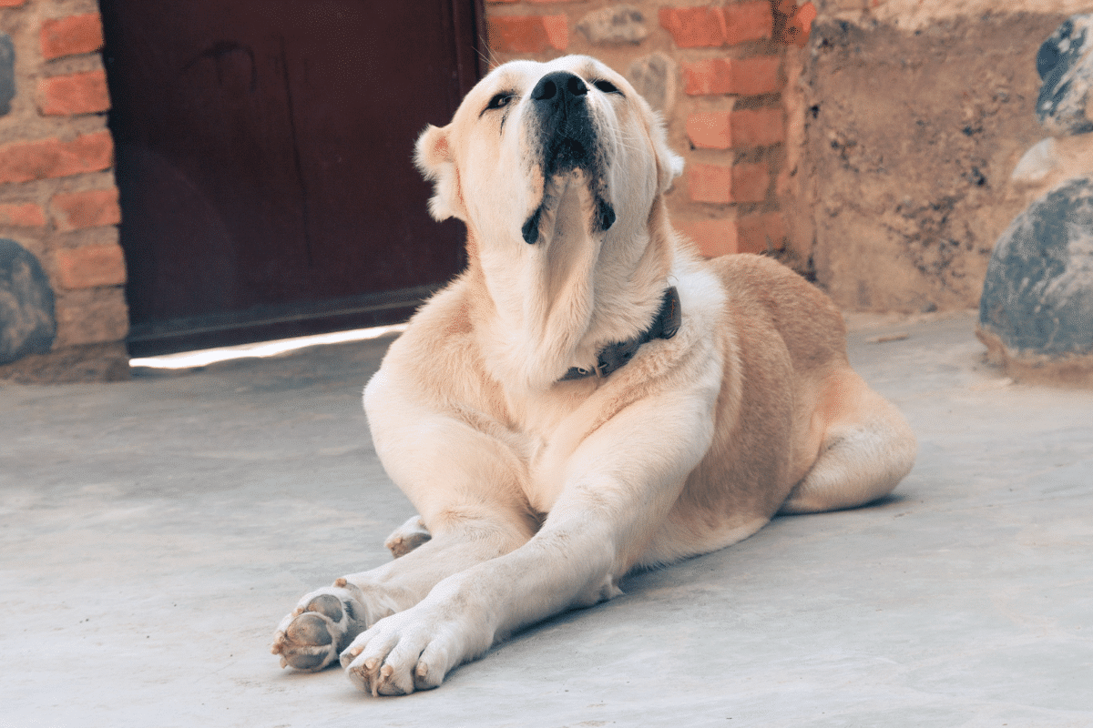 Un chien atteint d'œdème de quincke