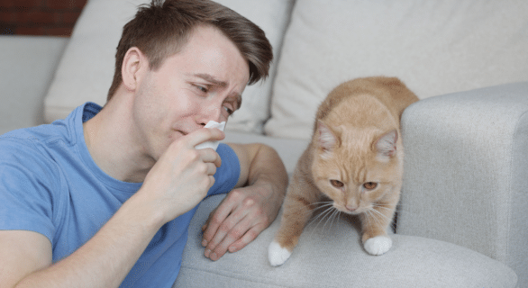 Asthme félin : impact sur l’espérance de vie des chats