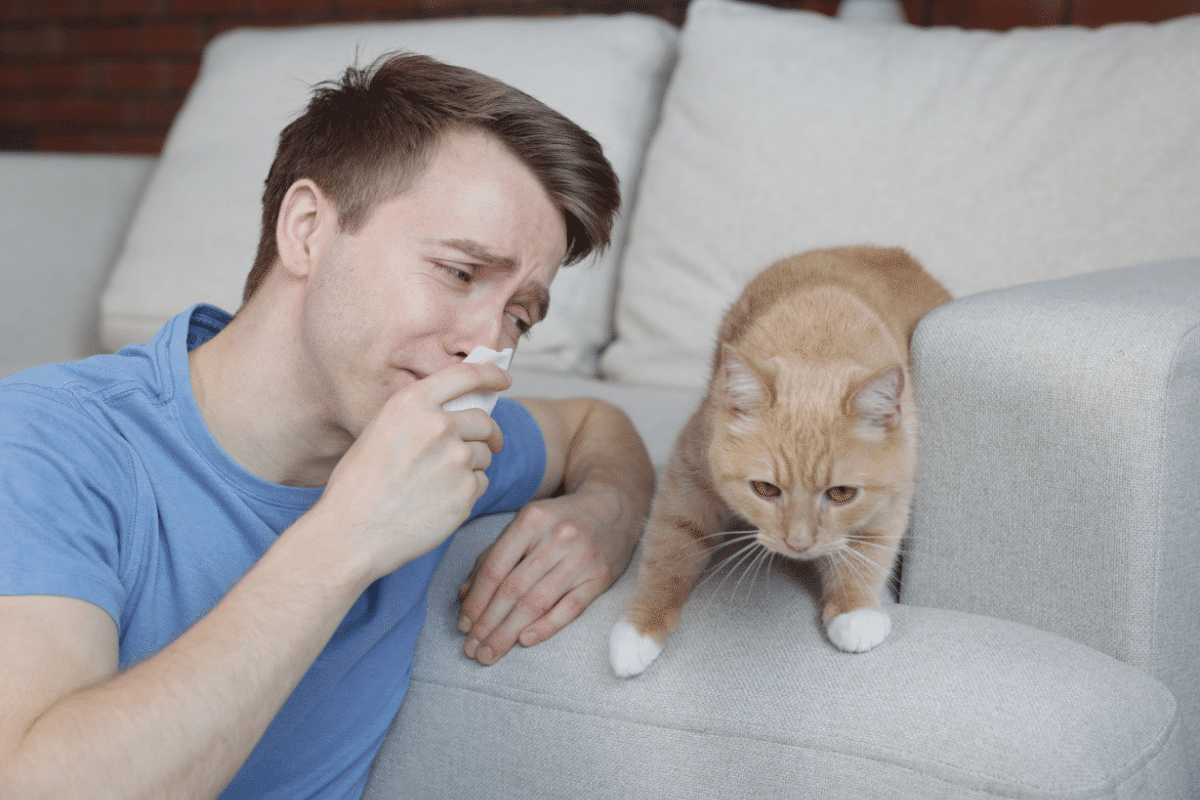 Asthme félin : impact sur l’espérance de vie des chats