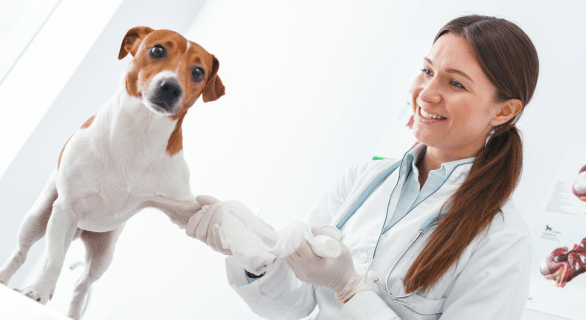 Bétadine chez le chien : comment l’utiliser pour la désinfection des plaies ?
