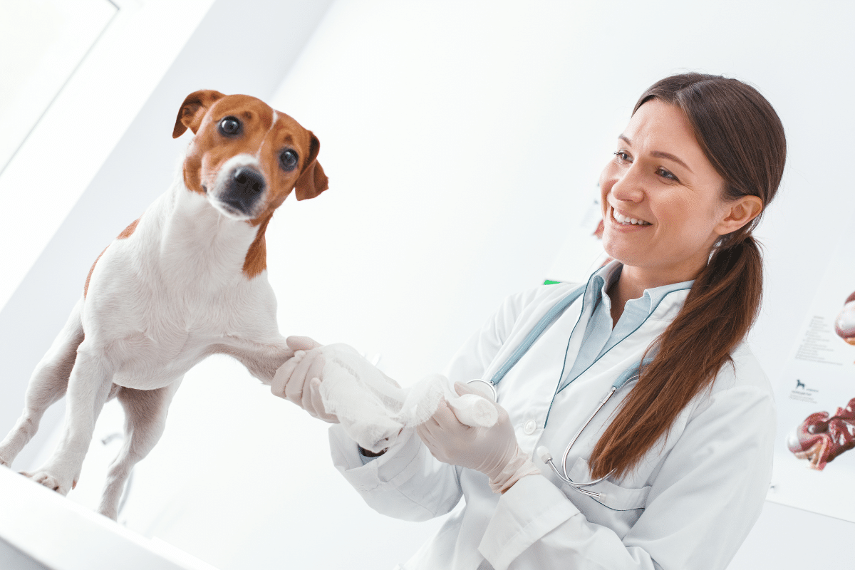 Bétadine chez le chien : comment l’utiliser pour la désinfection des plaies ?