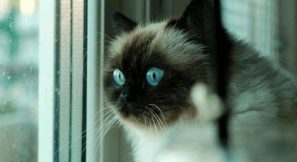 Bleu chat : tout savoir sur les races à la robe bleu-gris et leur caractère attachant