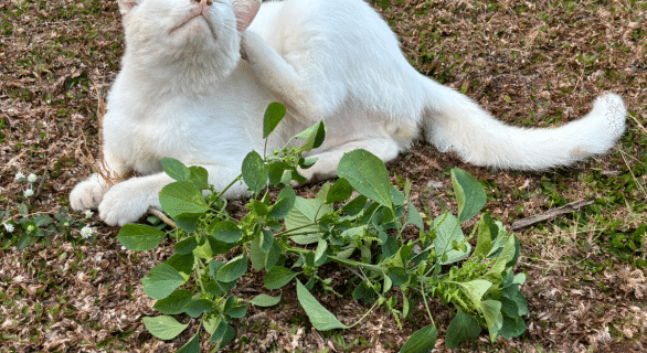 Chat qui se gratte : comprendre les causes et agir pour soulager votre compagnon