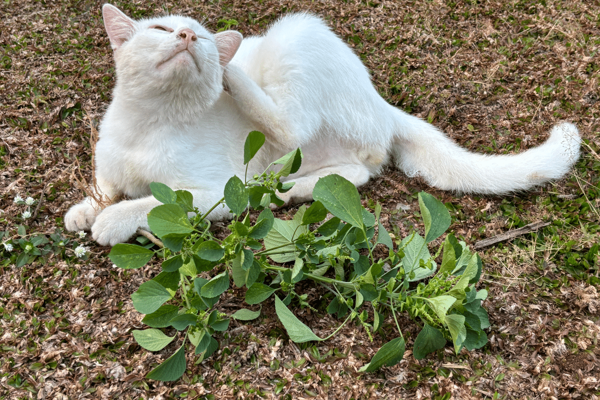 Chat qui se gratte : comprendre les causes et agir pour soulager votre compagnon