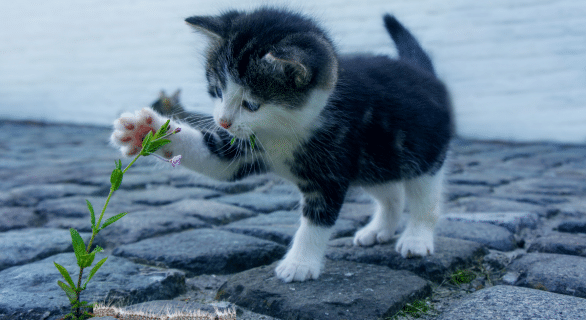 Chenille processionnaire et chat : comprendre les dangers et protéger son animal