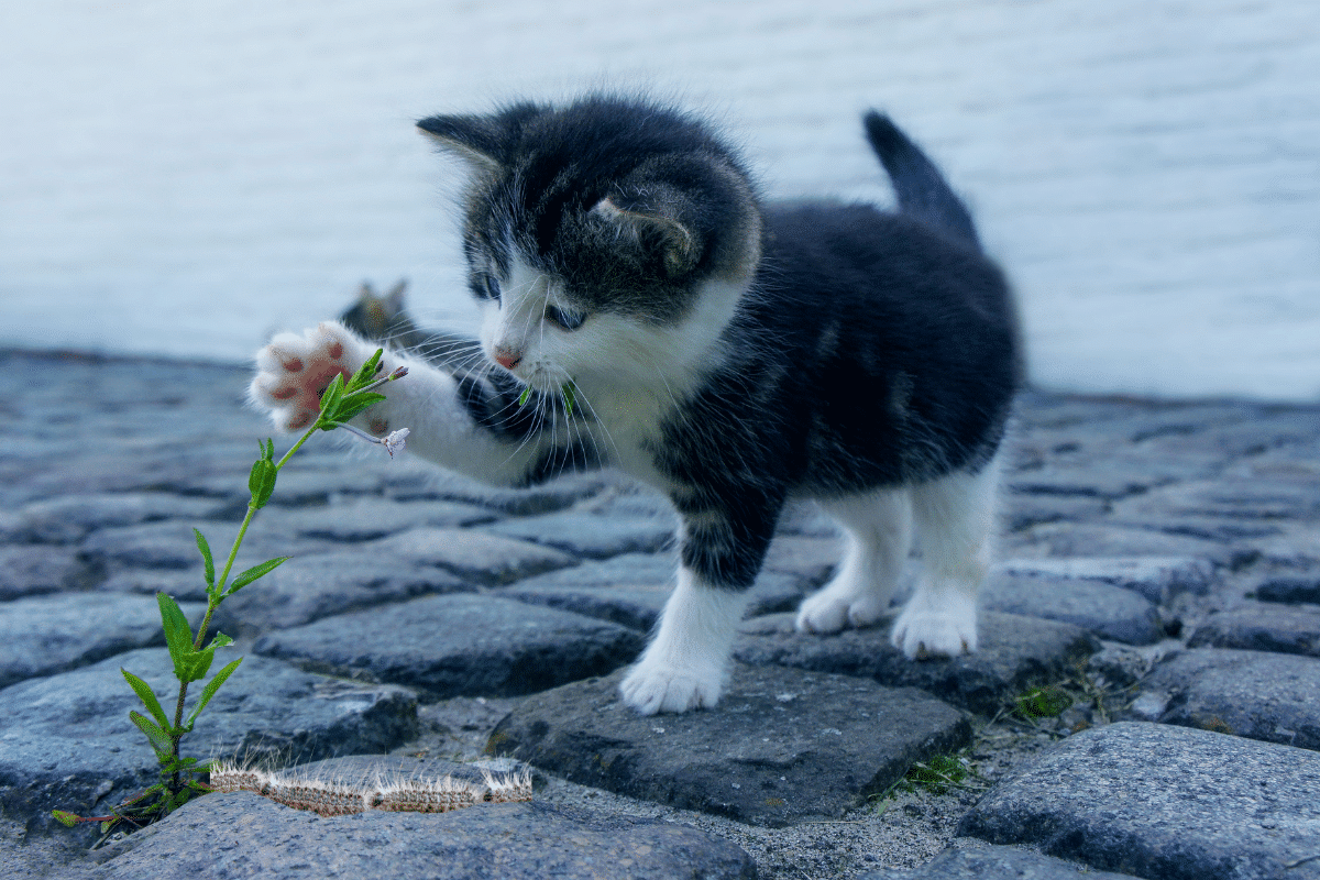 Chenille processionnaire et chat : comprendre les dangers et protéger son animal