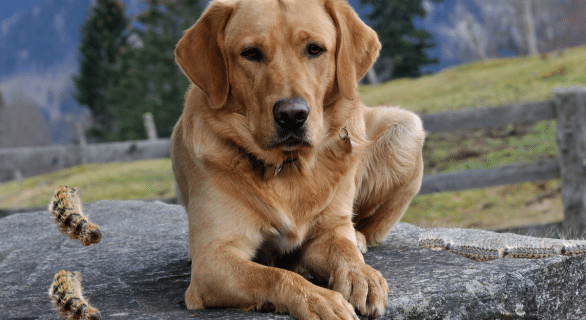 Chenille processionnaire et chien : comprendre les risques et protéger son animal