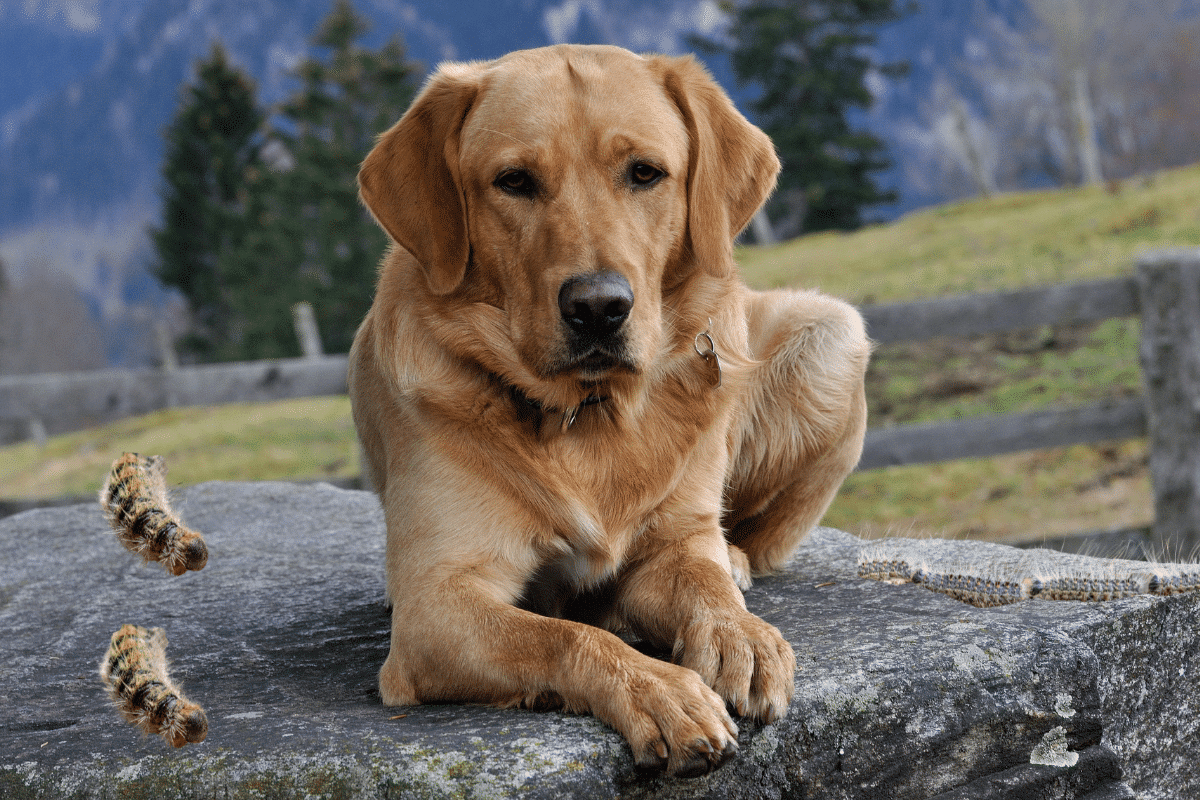 Chenille processionnaire et chien : comprendre les risques et protéger son animal