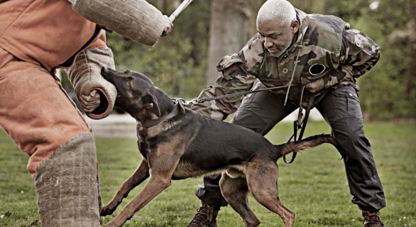 Chien catégorie 1 : comprendre la réglementation et le quotidien avec un chien catégorisé