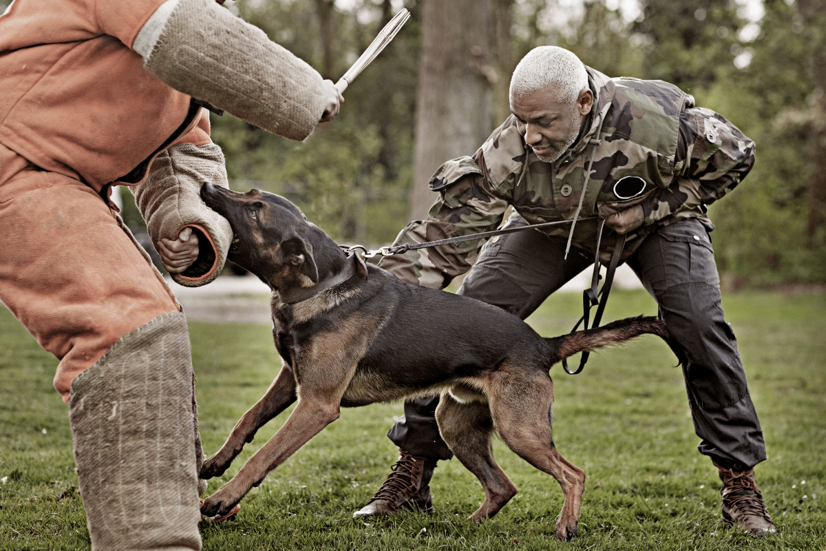 Chien catégorie 1 : comprendre la réglementation et le quotidien avec un chien catégorisé