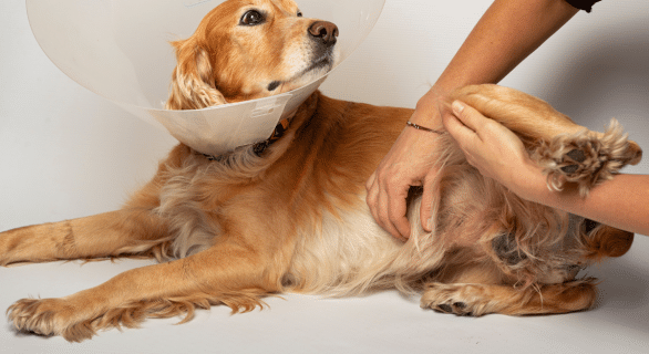 Chien hernie ombilicale : comprendre, reconnaître et agir