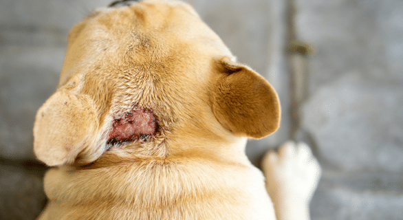 Tout savoir sur le hot spot chez le chien : comprendre, repérer et agir