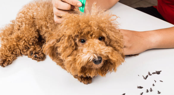 Comprendre et traiter les poux chez le chien : symptômes, espèces et solutions