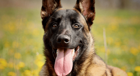 Chien qui fait peur : comprendre les causes et mieux réagir