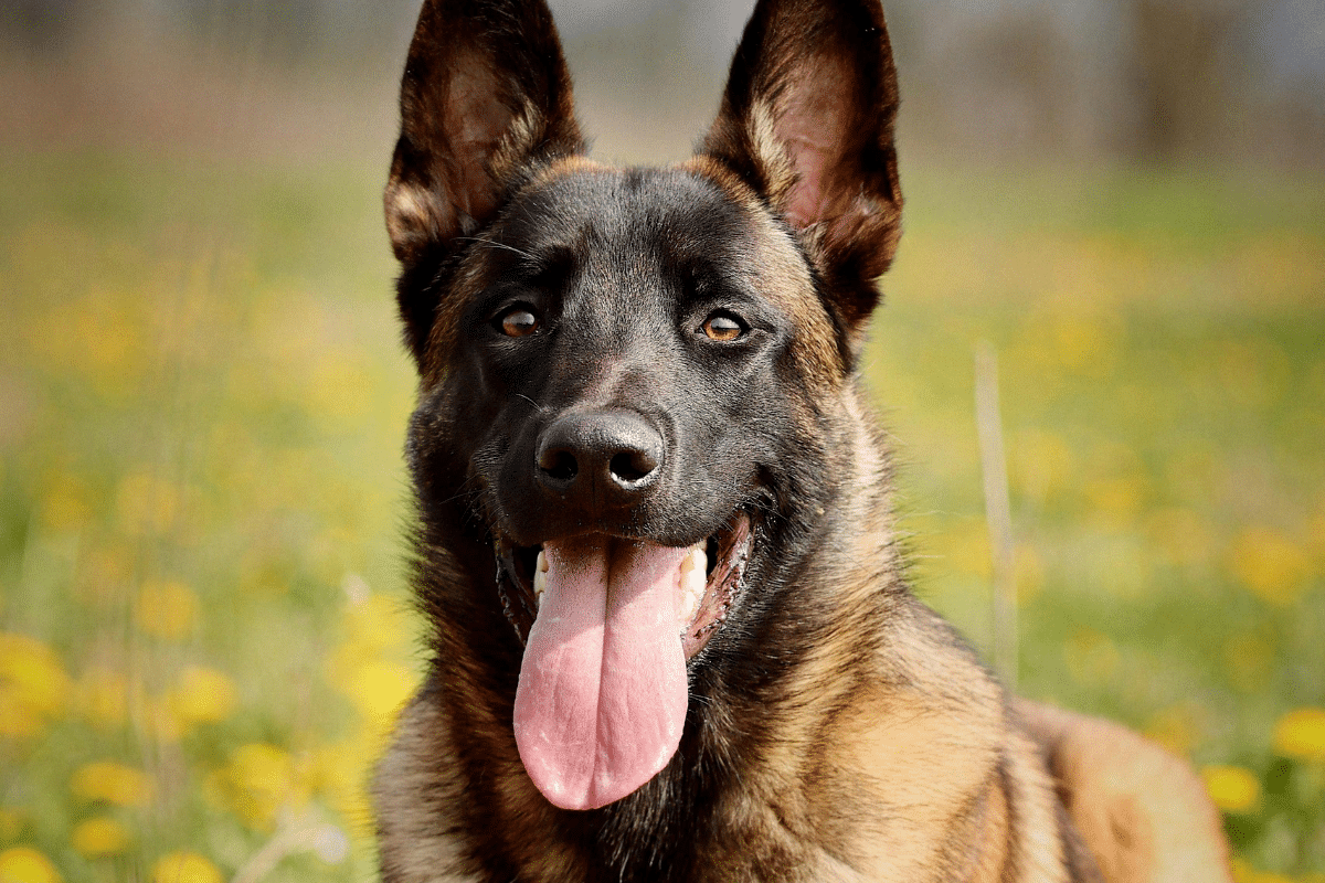 Chien qui fait peur : comprendre les causes et mieux réagir