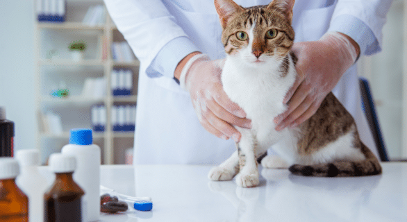 Comment donner un cachet à un chat en toute sérénité
