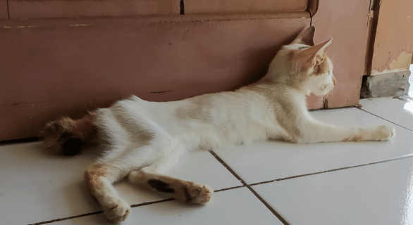 Comment faire maigrir un chat en douceur et durablement