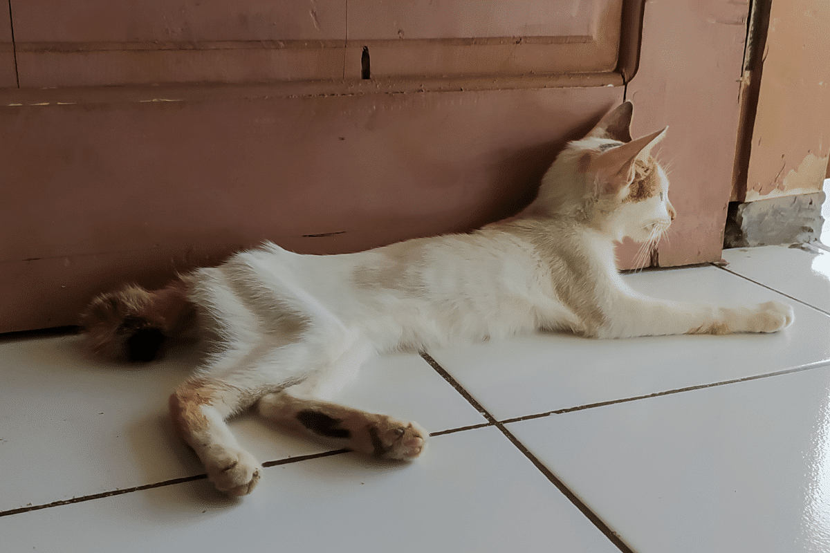 Comment faire maigrir un chat en douceur et durablement