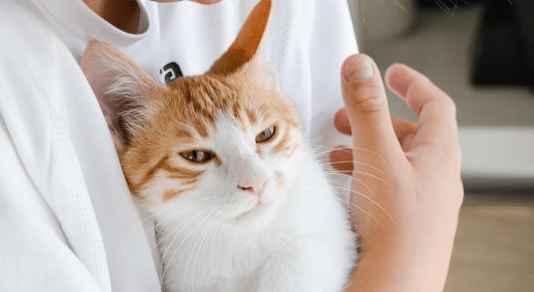 Comment savoir si mon chat a de la fièvre : reconnaître les signes et agir