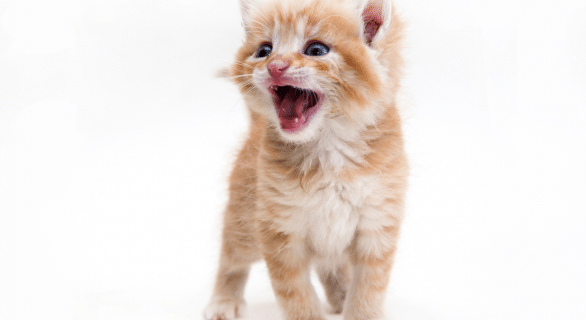 Tout savoir sur la dentition du chaton : étapes, conseils et repères