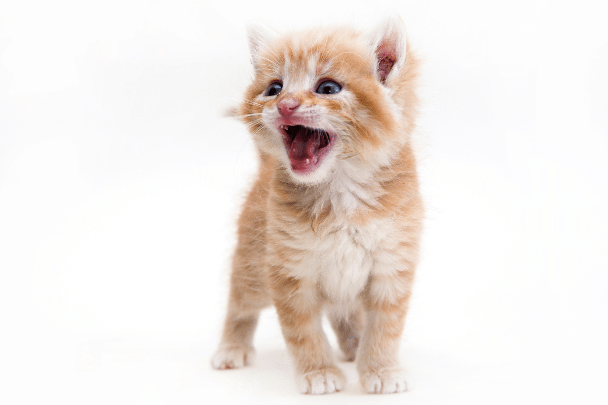 Tout savoir sur la dentition du chaton : étapes, conseils et repères